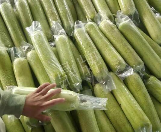 蔬菜種子種植戶客戶點(diǎn)評(píng)-這個(gè)絲瓜每畝能掙3萬(wàn)，惠州客戶很滿意！