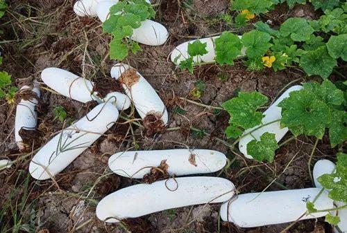 您種植過“堆堆瓜”嗎？看一看，地上全是瓜！一睹芳容