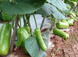 蔬菜種子種植戶客戶點(diǎn)評(píng)-浙江菜農(nóng)種植的鼎牌瓠瓜喜獲豐收，又賣上了好價(jià)錢!