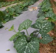 蔬菜種子種植戶客戶點(diǎn)評(píng)-無(wú)需噴農(nóng)藥的蔬菜，栽培簡(jiǎn)單、效益高！