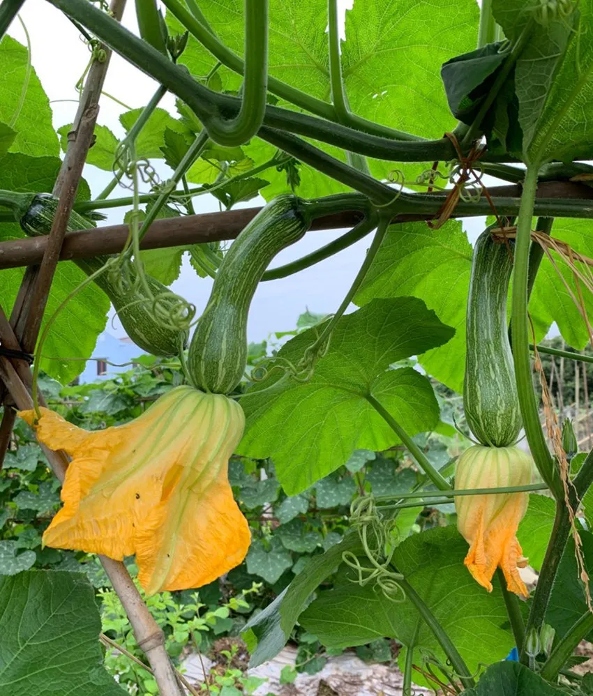 3元1斤的健美蜜本南瓜快成熟了，緬甸種植戶發(fā)來圖片與視頻