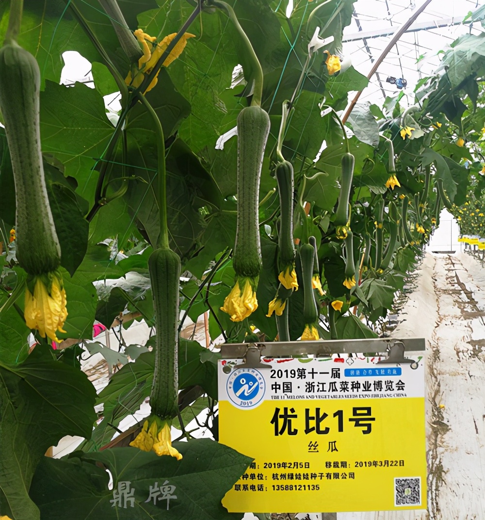 這個絲瓜畝產(chǎn)可達8000公斤，菜農(nóng)2021年致富的絲瓜品種