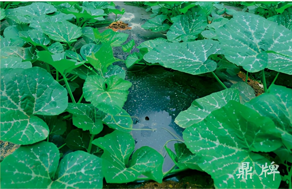 種這種綠葉菜，栽培輕松，畝產(chǎn)值過萬元，菜農(nóng)表示很劃算