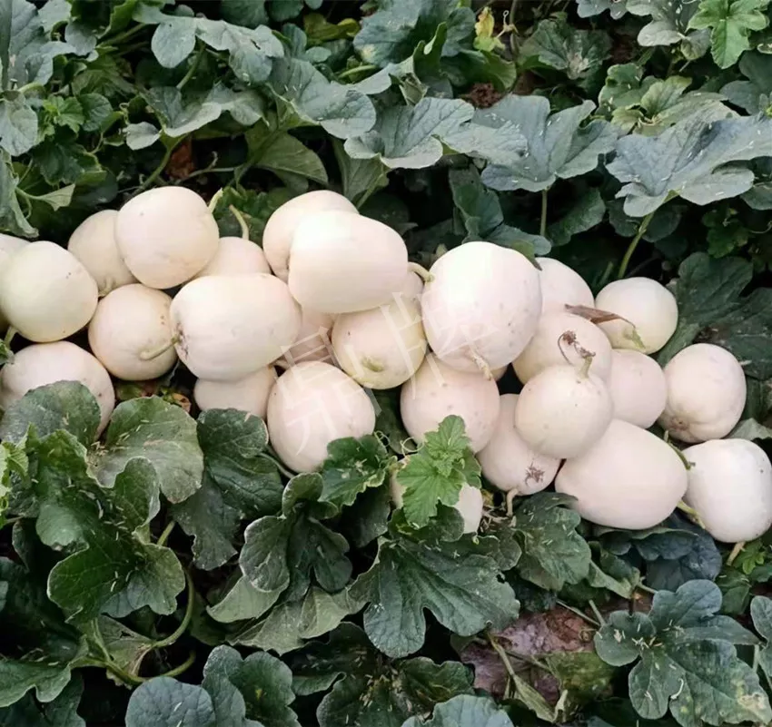 河南焦作的李向林今年種植甜瓜新品種，客戶直接拉貨走人