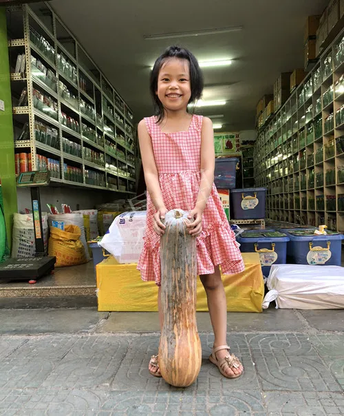 四川農(nóng)戶今年種“健美蜜本”南瓜產(chǎn)量高，品質(zhì)好，感覺巴適得很
