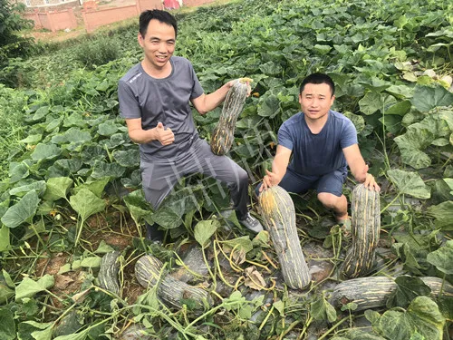 四川農(nóng)戶今年種“健美蜜本”南瓜產(chǎn)量高，品質(zhì)好，感覺巴適得很