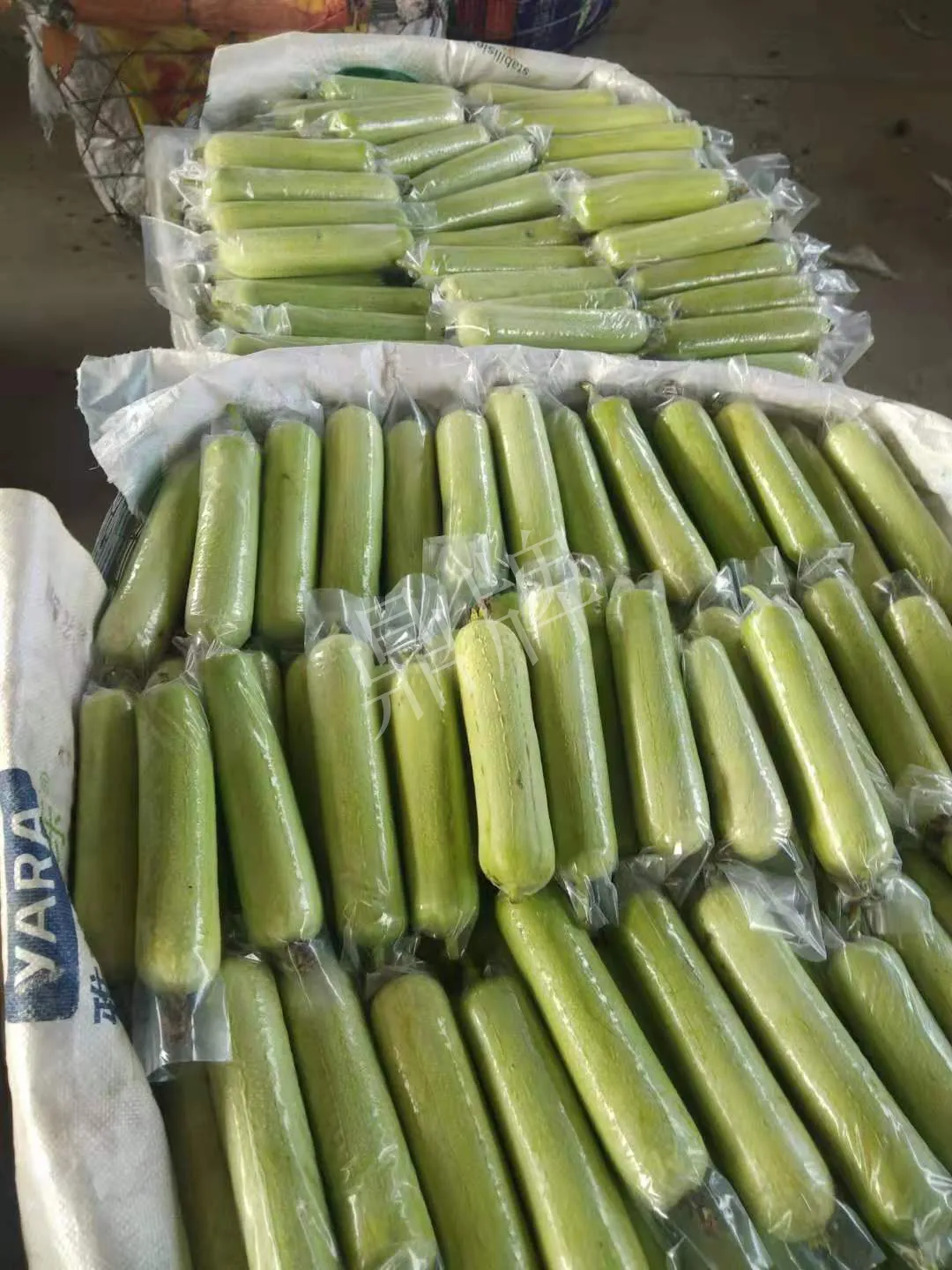 這個(gè)絲瓜每畝能掙3萬(wàn)，沒種植的農(nóng)戶后悔得拍大腿