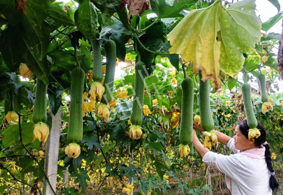 蔬菜種子種植戶客戶點評-8月，持續(xù)高溫下，這種絲瓜少見，少見！
