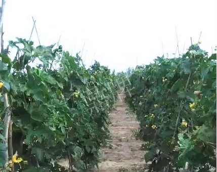 蔬菜種子種植戶客戶點評-種植這個品種，獲得高收入，老婆的功勞最大