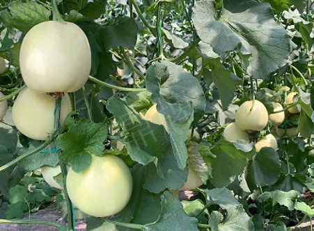 蔬菜種子種植戶(hù)客戶(hù)點(diǎn)評(píng)-“玉奶香2號(hào)”甜瓜，真的有那么好嗎？