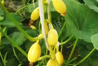 蔬菜種子種植戶(hù)客戶(hù)點(diǎn)評(píng)-一個(gè)特色品種種植戶(hù)的反饋，帶給大家的思考