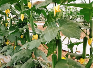 蔬菜種子種植戶客戶點(diǎn)評-一株結(jié)瓜30多個(gè)，價(jià)錢好，賺了！