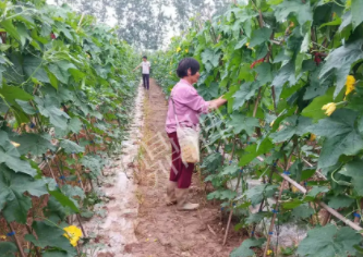 蔬菜種子種植戶客戶點(diǎn)評-85歲老奶奶，還是種植基地的領(lǐng)頭人，做的怎么樣？一起去看看…