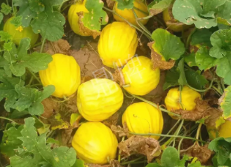 蔬菜種子種植戶客戶點(diǎn)評-瓜農(nóng)說：“還得是這個(gè)品種啊！”，什么品種讓種植戶如此感慨？